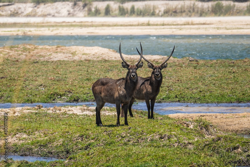 Waterbucks in the Bwabwata National Park, Namibia