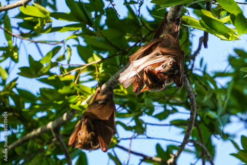 Fruit bat in the Caprivi, Namibia