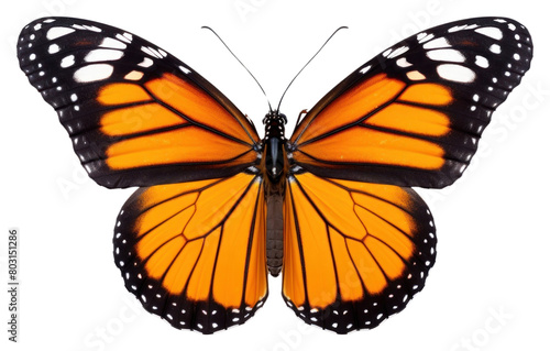 PNG Flyinh butterflies butterfly insect animal