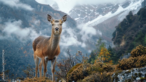 Himalayan Musk Deer