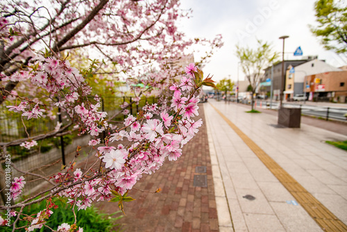 桜の木と広い歩道