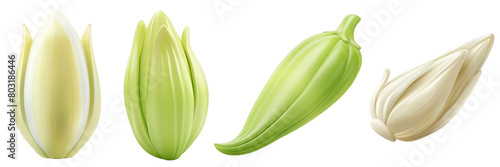 PNG endive 3d icons and objects collection, in cartoon style minimal on transparent, white background, isolate