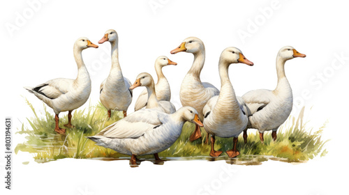 A group of geese standing in a grassy field. The geese are all white and have their heads turned to the left in isolated on transparent background