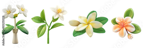 PNG jasmine 3d icons and objects collection, in cartoon style minimal on transparent, white background, isolate
