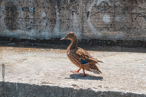 A duck walking on the concrete sidewalk | Kaczka idąca po betonowym chodniku