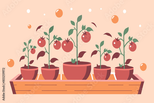 Tomato plants with ripe fruits in pots on a tray