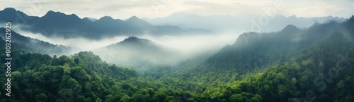 Mystical Forestscape: Foggy Atmosphere Blankets Lush Green Trees Under Cloudy Sky