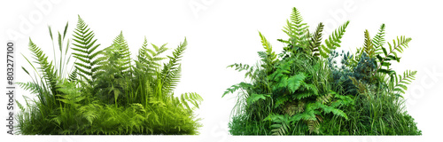 bush of broadleaf ferns and grasses isolated or transparent white background