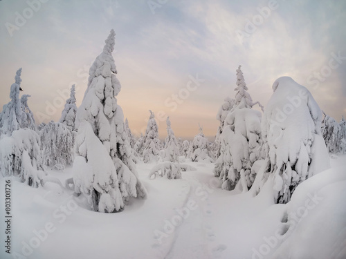 Fabulous mystical winter forest. Trail along the snowy forest hi