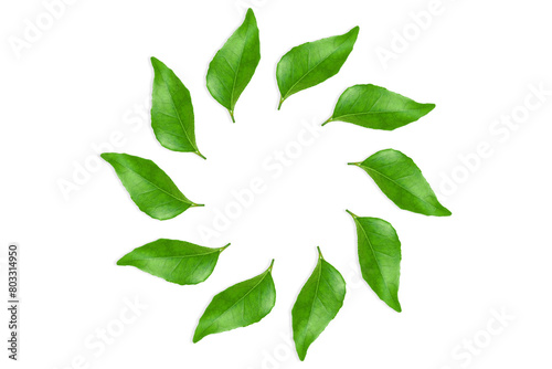 circle of fresh indian spice plant curry leaves or curry patta use in indian gujarati food like kadhi,vada,rasam,chutney,sambhar,dal and other recipe,cutout in transparent background,png format
