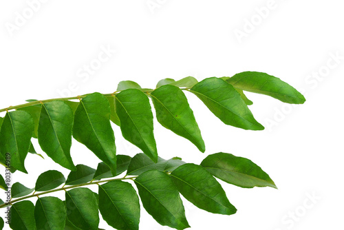 fresh indian spice plant curry leaves or curry patta herb plant use in indian gujarati food like kadhi,vada,rasam,chutney,sambhar,dal and other recipe,cutout in transparent background,png format