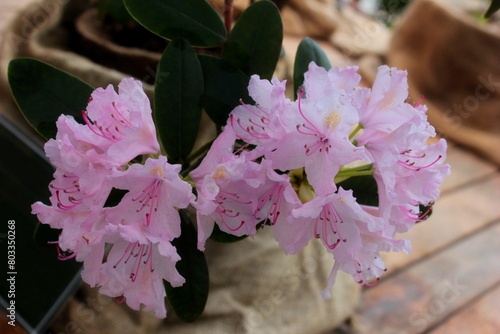 Big pink azalea or rhododendron in home garden. Season of flowering azaleas (rhododendron). Colorful azalea flower in Japan winter park. Azaleas shade tolerant flowering shrubs in genus Rhododendron.