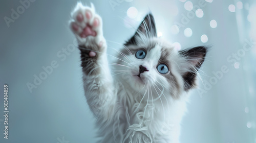 A cute black and white ragdoll cat, stretching its front paws to touch the screen, with blue eyes, cute expression