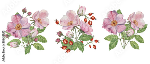 Dog rose bouquet, rosa canina watercolor floral boutonniere. Pink flower bundle, rose hip, buds and leaf of wild rose. Botanical printable briar clipart for packaging, beauty, cosmetics, perfume, food