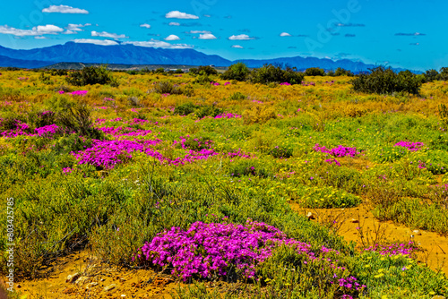 A landscape of the Little Karoo veld in spring after good rains covered by wildflowers and with the Swartberg Mountains in the background, Western Cape, South Africa