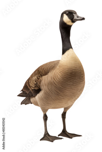 PNG A canada goose animal bird waterfowl.