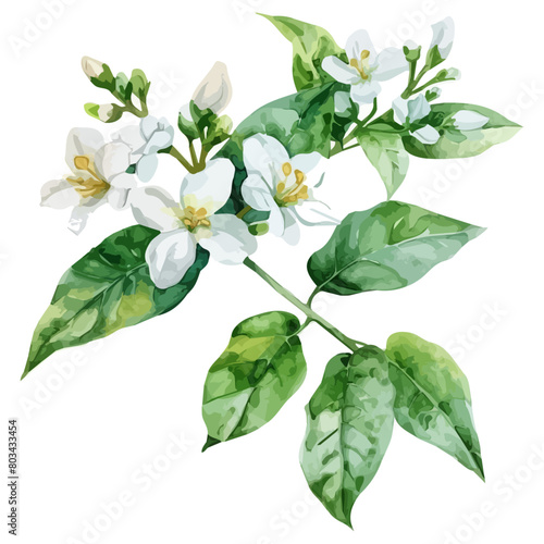 Watercolor painting of a jasmine flower, isolated on a white background, jasmine vector, drawing clipart, Illustration Vector, Graphic Painting, design art, logo
