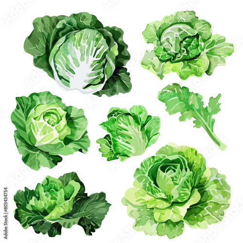 Watercolor clipart vector of a lettuce, isolated on a white background, lettuce vector, Illustration painting, Graphic logo, drawing design art