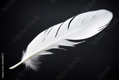 'background swan isolated white single feather black bird light fluffy wing object soft fly quill cygnet macro plume blue pen down softness1 lightweight nature flying abstract animal group closeup'