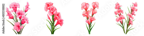 Collection of Gladiolus isolated on transparent png background. Generative ai
