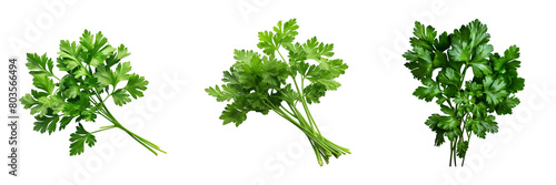 Collection of Chervil isolated on transparent png background. Generative ai
