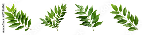 Collection of Curry Leaves isolated on transparent png background. Generative ai