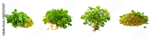 Collection of Fenugreek isolated on transparent png background. Generative ai