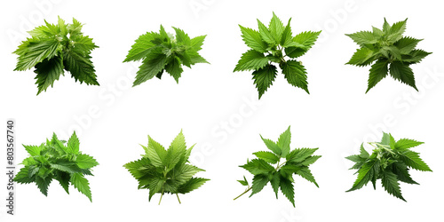 Collection of Nettles isolated on transparent png background. Generative ai