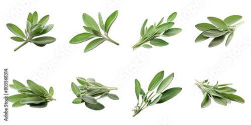 Collection of Sage isolated on transparent png background. Generative ai