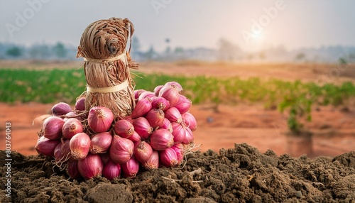 shallot planting in the farm with young plant, agricultural concept