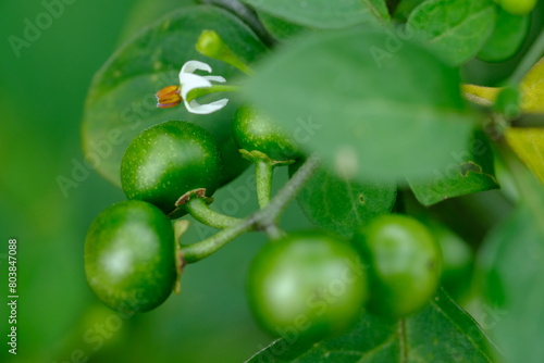 Ranti, black eggplant or leunca is a plant belonging to the eggplant tribe whose fruit is known as a vegetable and is also used as a medicinal ingredient. Solanum nigrum. defocus. blurred image.