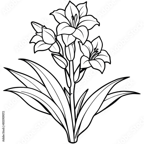 Gladiolus flower plant outline illustration coloring book page design, Gladiolus flower plant black and white line art drawing coloring book pages for children and adults