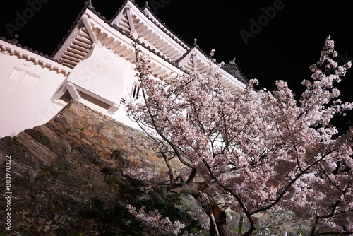 Wakayama-jo Castle with Spring Cherry Blossom in Wakayama, Japan - 日本 和歌山県 春の和歌山城