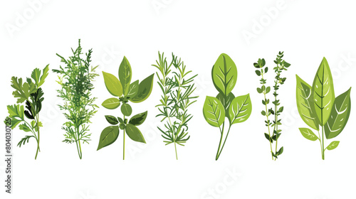 Bunches of aromatic herbs on white background Vector