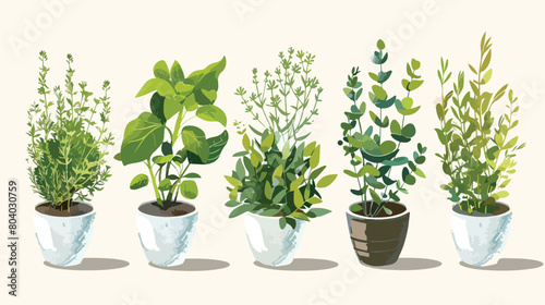 Bunches of different herbs in kitchen Vector style vector