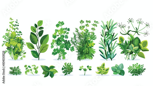 Bunches of different herbs in kitchen Vector style vector