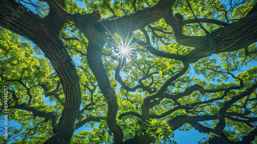 Trees with twisting branches and vibrant green leaves reaching towards the sun