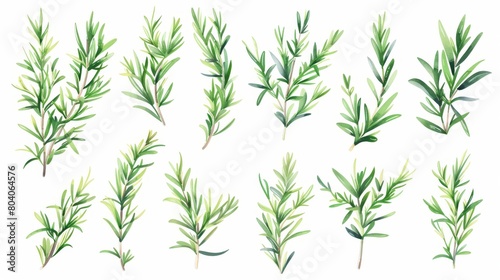 An evergreen plant with fragrant leaves. Modern illustration of rosemary branches. Mediterranean cuisine, food seasoning, culinary ingredient.