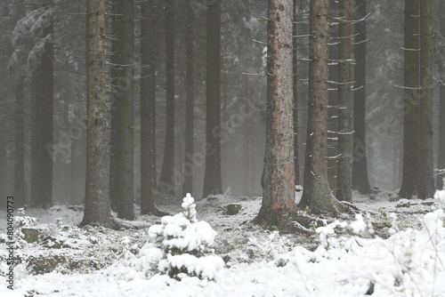 Fichtenwald nach Wintereinbruch im Frühling, Thüringer Wald, Deutschland