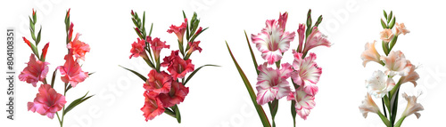 3D Rendering Pack of a Gladiolus Flower on Transparent Background - Ai Generated