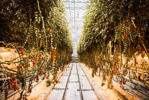 South Iceland-2nd march, 2023: tomato plants and paths in Fridheimar-visitors friendly tomato farm greenhouse.Icelandic vegetable fresh produce and Agriculture business in Iceland