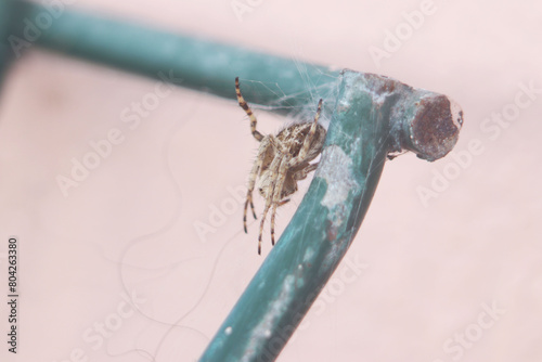 spider web closeup