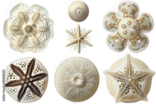 The image shows a variety of sand dollars, a type of echinoderm in isolated on transparent background