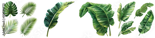 set of banana Leaf, green banana leaf isolated on white, alpha transparent background png