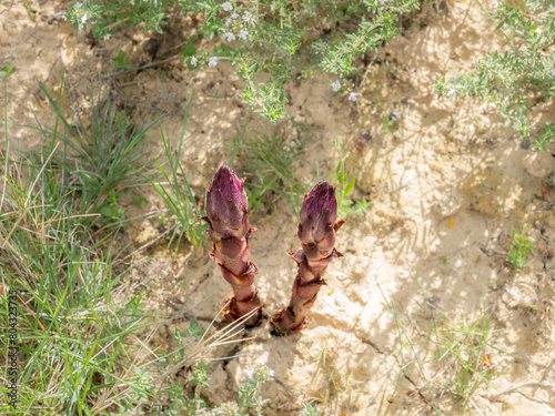 Two purple shoots of Broomrape emerge from dry soil, suggesting new growth in arid conditions.