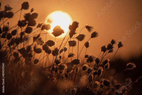 Wollgras in der Abendsonne filigrane Gräser im Moor