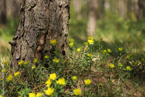 Yellow flower, Warty spurge (Euphorbia flavicoma)