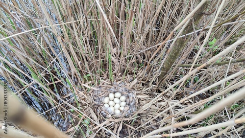 Bird nest with eggs, mallard duck nest Anas platyrhynchos