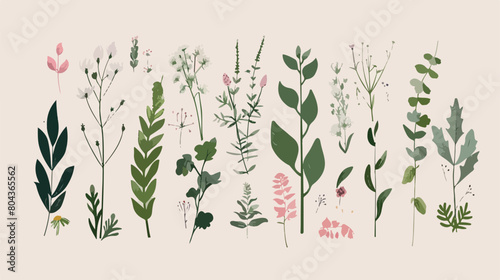 botanical label with plants and herbs Vector style vector