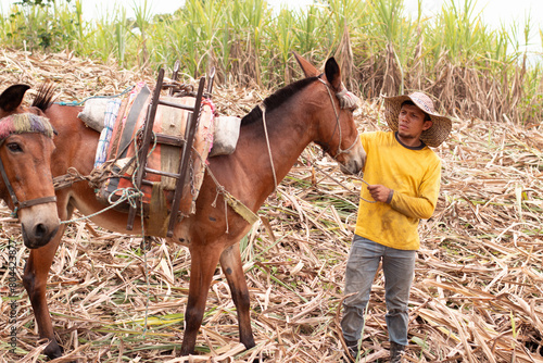 lifestyle: colombian farmer getting his mules ready